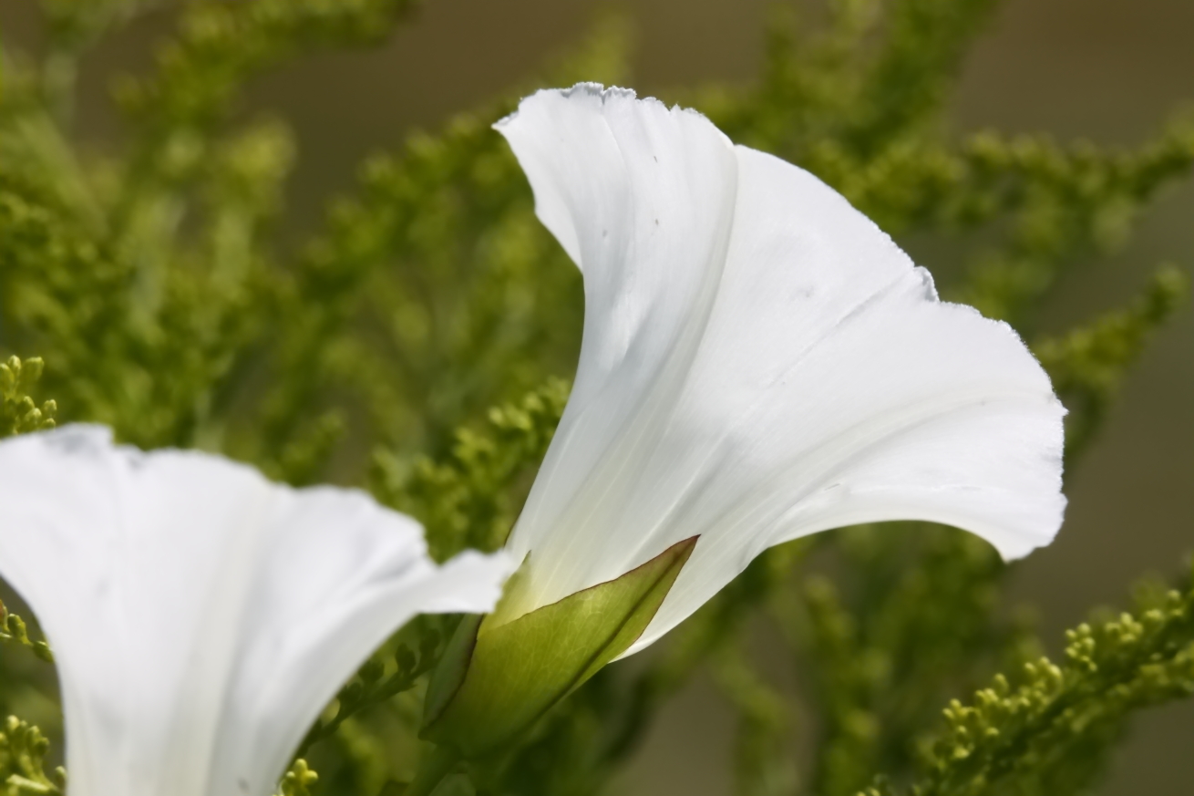 2015 08 10 HTP 1465
